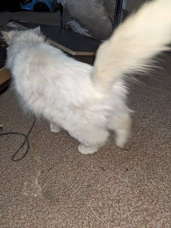 Persian cat for sale 4