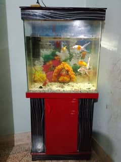 fish aquarium