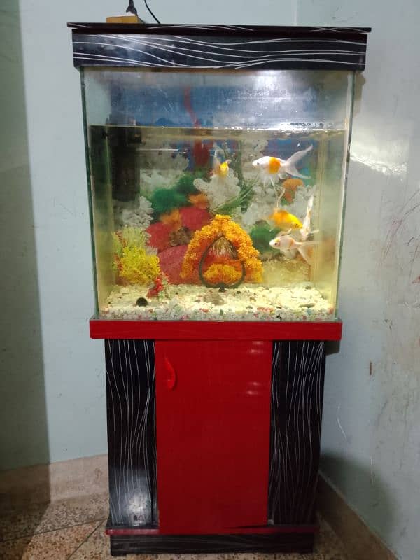 fish aquarium 0