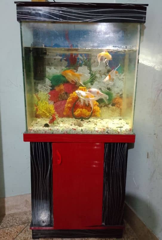 fish aquarium 1