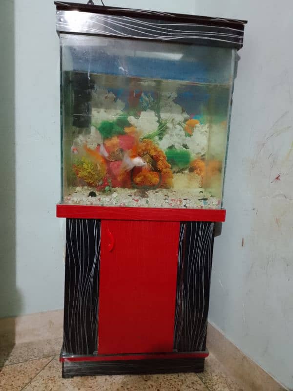 fish aquarium 3