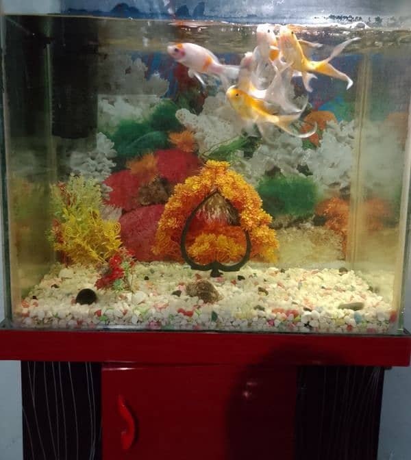 fish aquarium 4