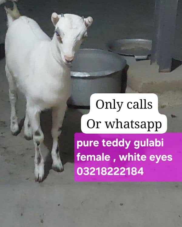 pure teddy gulabi white eyes female 1