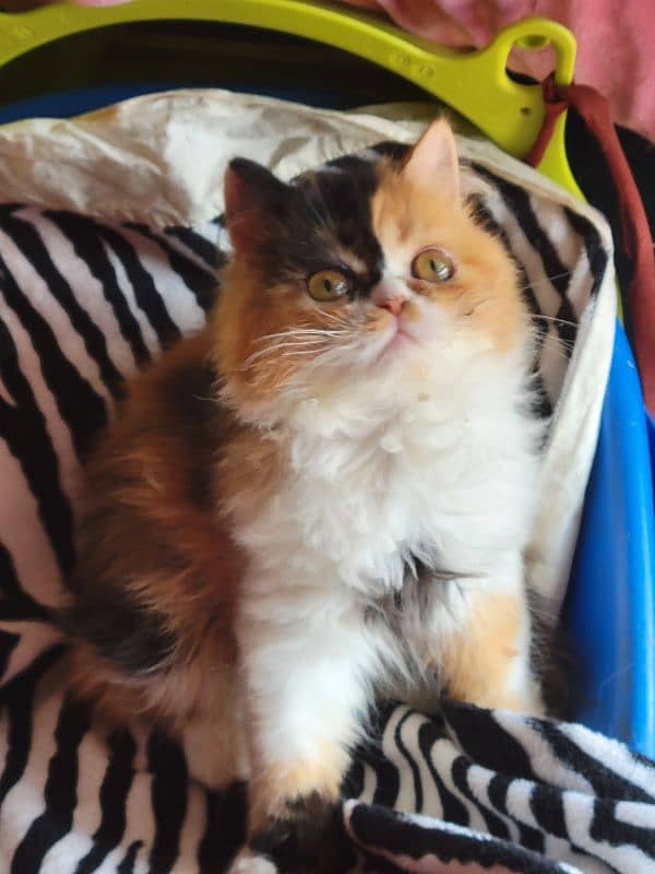 calico beauty 3.5 months female kitten peki bloodline 1