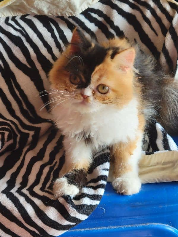 calico beauty 3.5 months female kitten peki bloodline 4