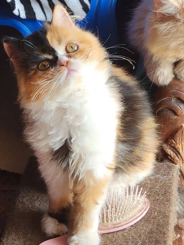 calico beauty 3.5 months female kitten peki bloodline 6