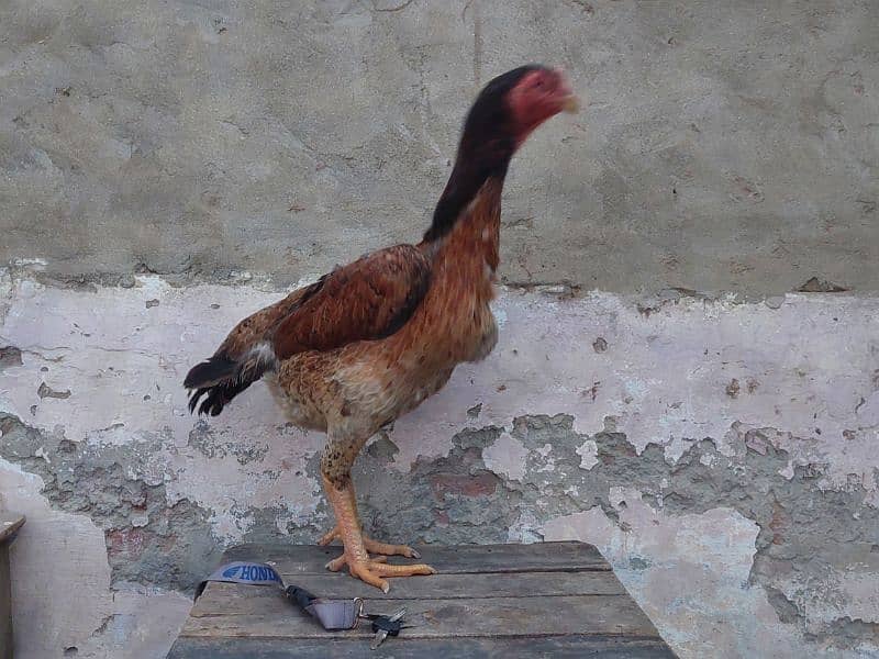 shamo aseel hen outstanding quality 0