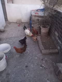 desi hens & cock for sale