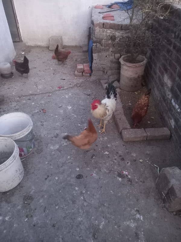 desi hens & cock for sale 2