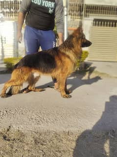 long Coat German shepherd male