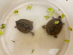 2 small turtles