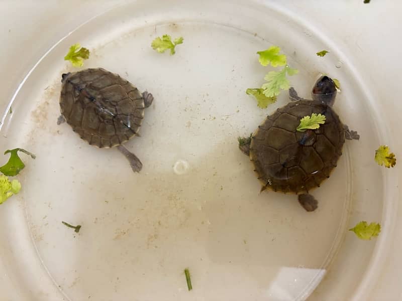 2 small turtles 2