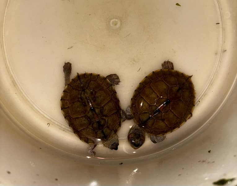 2 small turtles 5