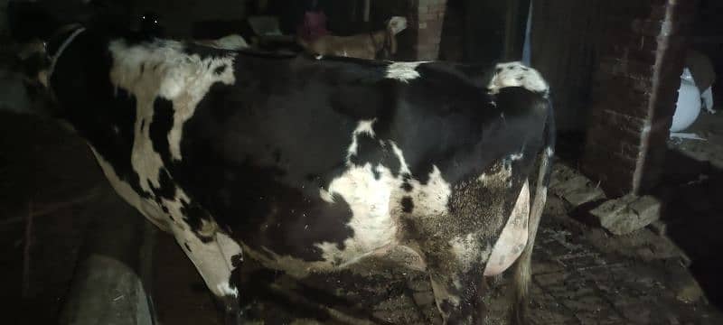 Austilian cholistani cross cow 0