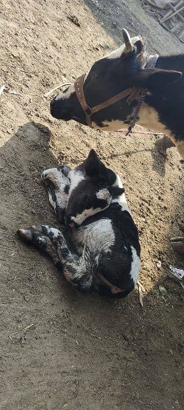 Austilian cholistani cross cow 3