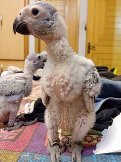 African Grey jumbo Size /african grey / Grey Parrots