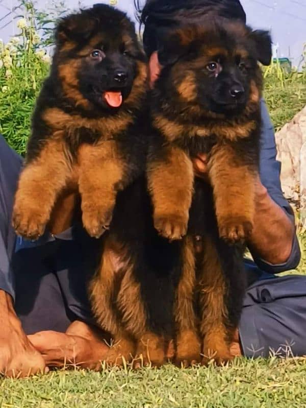 long coat Garman shepherd each puppies for sale 1