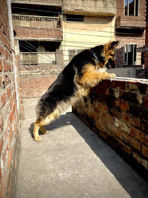 German shepard Long coat 1