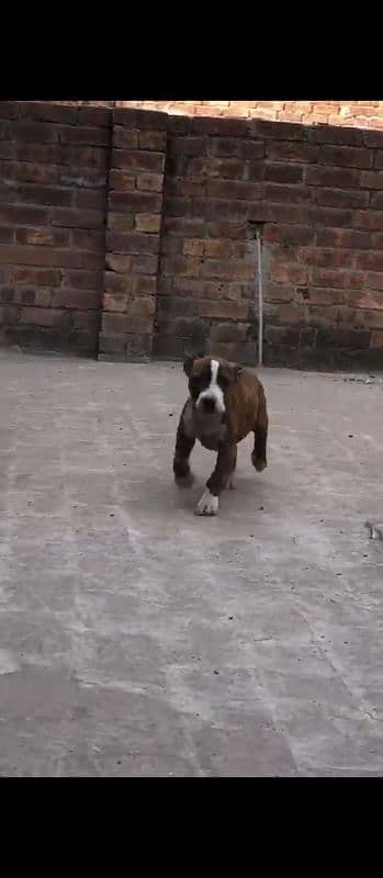 Top Quality pitbul female papy 03204048942 0