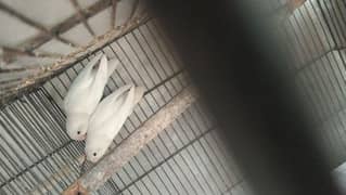 albino red eyes female and black eyes male full breader pair egg diya