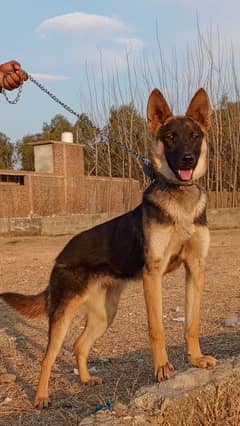 Belgium Shepard female age 4 momth double coat black mask for sale