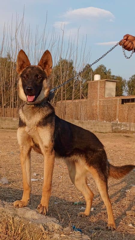 Belgium Shepard female age 4 momth double coat black mask for sale 1