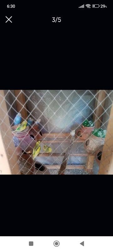 New wooden cage sale with beautiful parrots 4