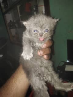 female bhi hai male bhi hai kitten hai cute kitten hai active aur ful