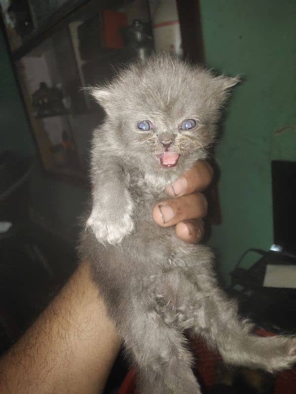 female bhi hai male bhi hai kitten hai cute kitten hai active aur ful 0