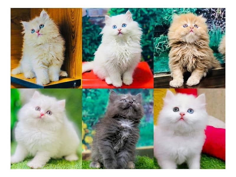 Persian hamalian british punch face piki face cat's and kitten's 0