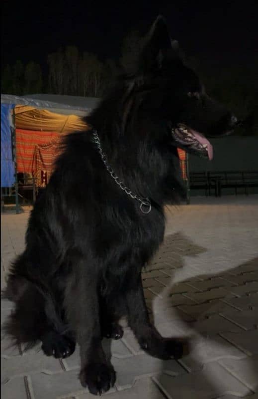 black German shepherd longcoat 0