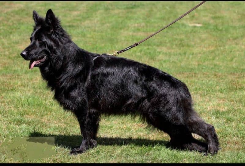 black German shepherd longcoat 1