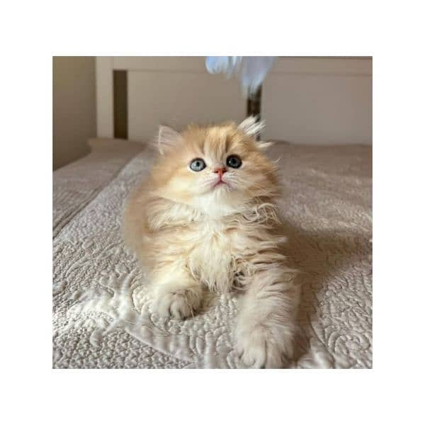 Persian hamalian british punch face piki face cat's and kitten's 10