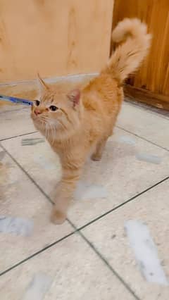 Beautiful cat taim. Full active,friendly and healthy