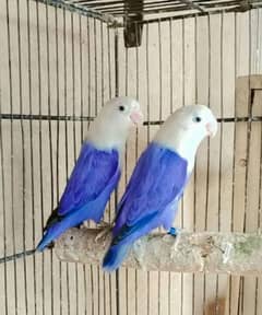 Commercial Love bird breeder pairs for sell