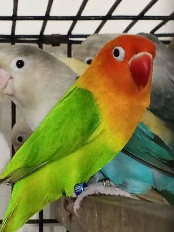 Commercial Love bird breeder pairs for sell 1