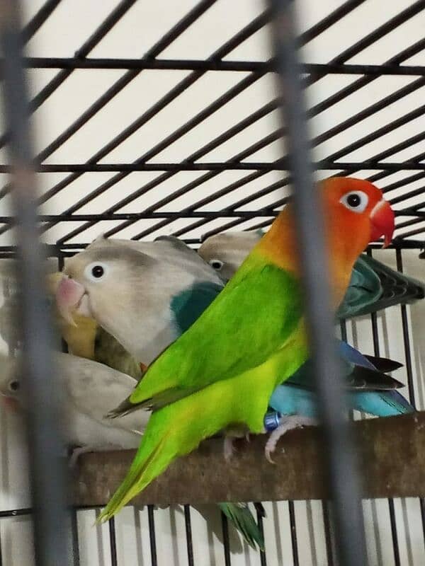 Commercial Love bird breeder pairs for sell 2