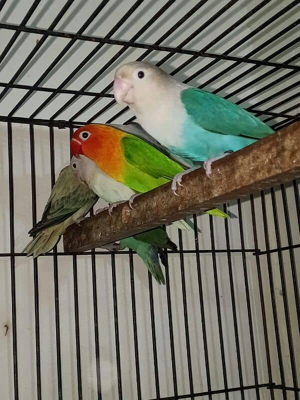 Commercial Love bird breeder pairs for sell 3