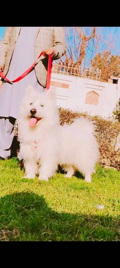 pure Rashion russy male age 12 month full train for sale