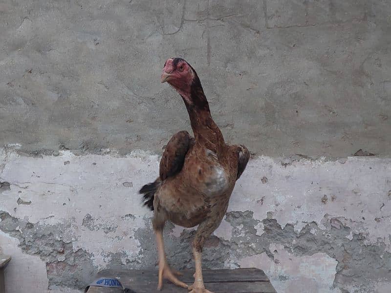 shamo aseel hen outstanding quality 1