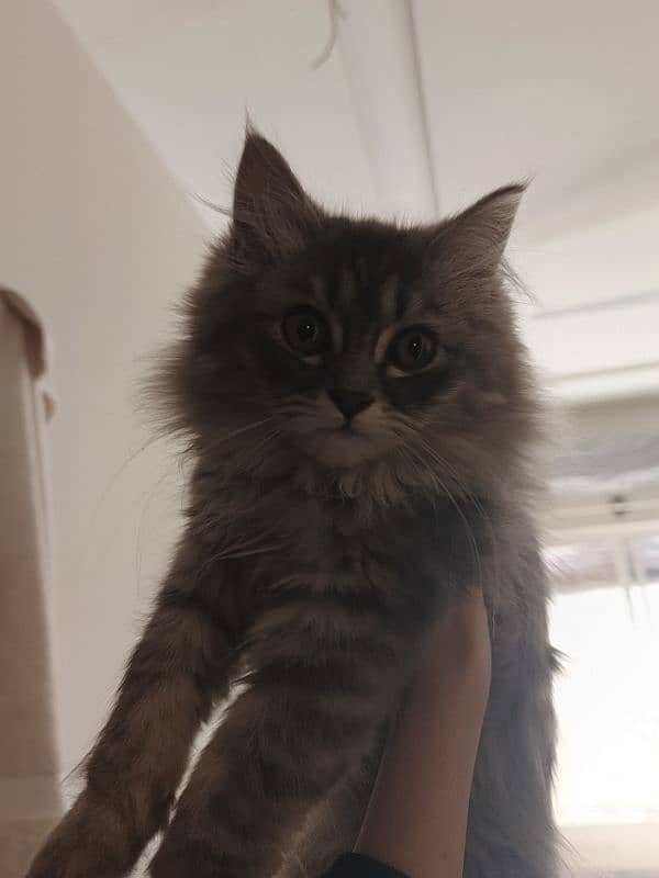 Persian kitten for sale 1