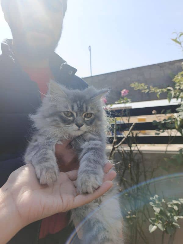 Persian kitten for sale 2