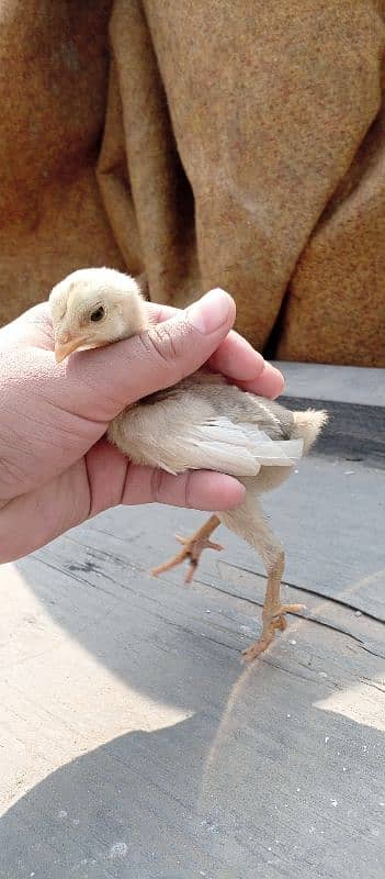 Burmi chicks for sale age 15 days 0