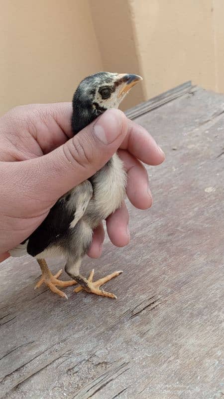 Burmi chicks for sale age 15 days 2