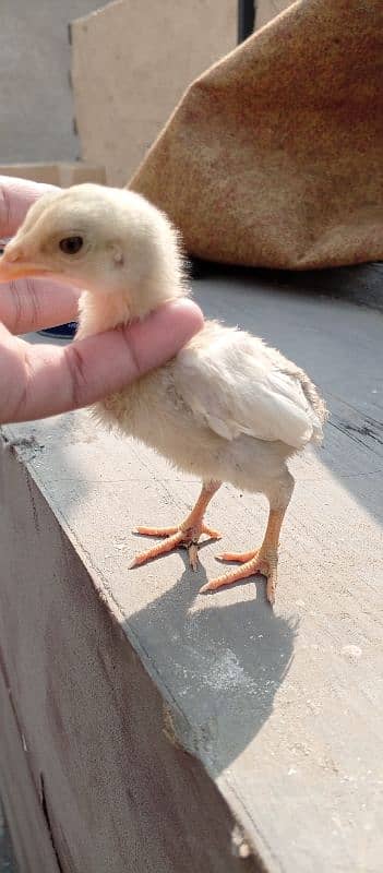 Burmi chicks for sale age 15 days 3