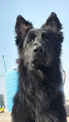 Black German Shepherd long coat male for stud service only