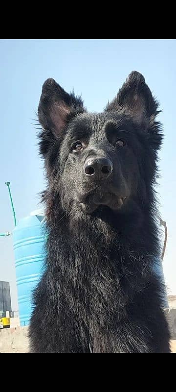 Black German Shepherd long coat male for stud service only 1