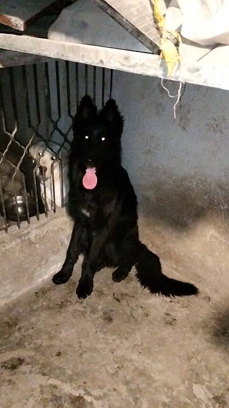 Black German Shepherd long coat male for stud service only 2