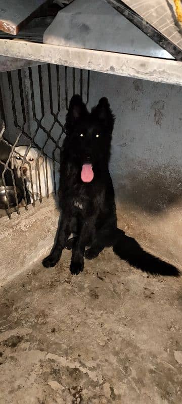 Black German Shepherd long coat male for stud service only 3