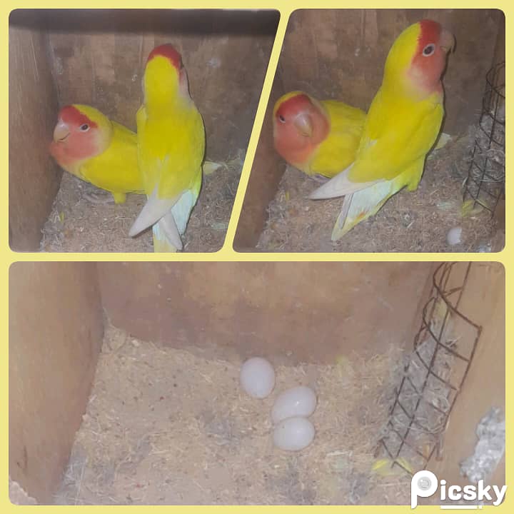 love bird breeder pair with eggs. 0